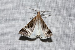 Phrataria replicataria