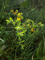 Hypericum × desetangsii