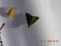 Hypena laceratalis