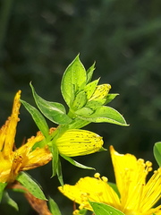 Hypericum × desetangsii