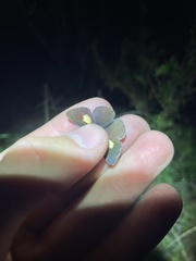 Candalides xanthospilos