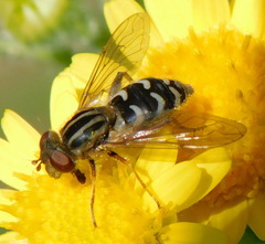 Anasimyia interpuncta