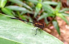Austroargiolestes amabilis
