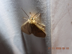 Asota plaginota