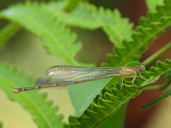 Pseudagrion microcephalum