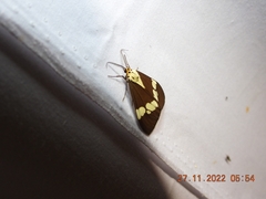 Nyctemera lacticinia