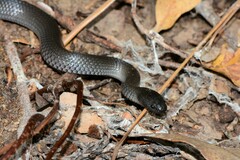 Cryptophis nigrescens