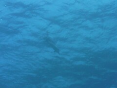 Delphinidae