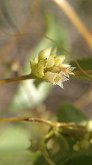 Cuscuta subinclusa