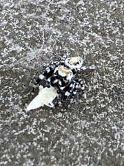 Metaphidippus chera