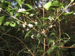 Tricalysia sonderiana