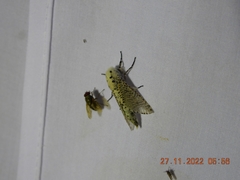 Polyphagozerra coffeae