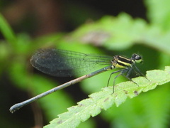 Onychargia atrocyana