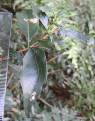 Tricalysia sonderiana