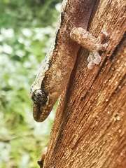 Bavayia cyclura