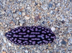 Phyllidiella