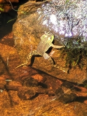 Lithobates septentrionalis