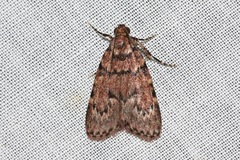 Mimaglossa nauplialis