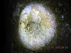 Opegrapha