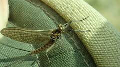 Siphlonurus lacustris