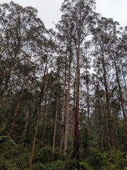 Eucalyptus regnans