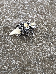 Metaphidippus chera
