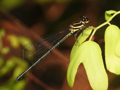 Onychargia atrocyana
