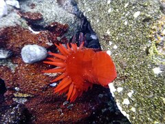 Anemonia alicemartinae