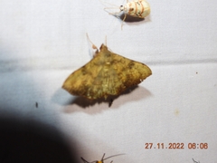 Isocentris filalis