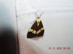 Nyctemera lacticinia