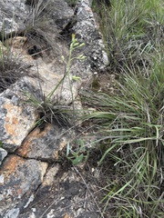 Senecio oxyriifolius