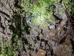 Arachnocampa