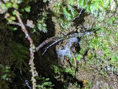 Arachnocampa