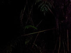 Arachnocampa