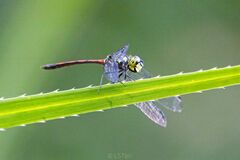 Agrionoptera insignis