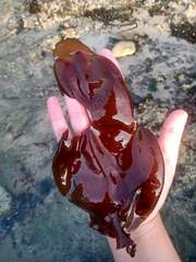 Sarcothalia crispata