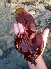 Sarcothalia crispata