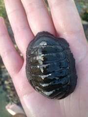 Chiton magnificus