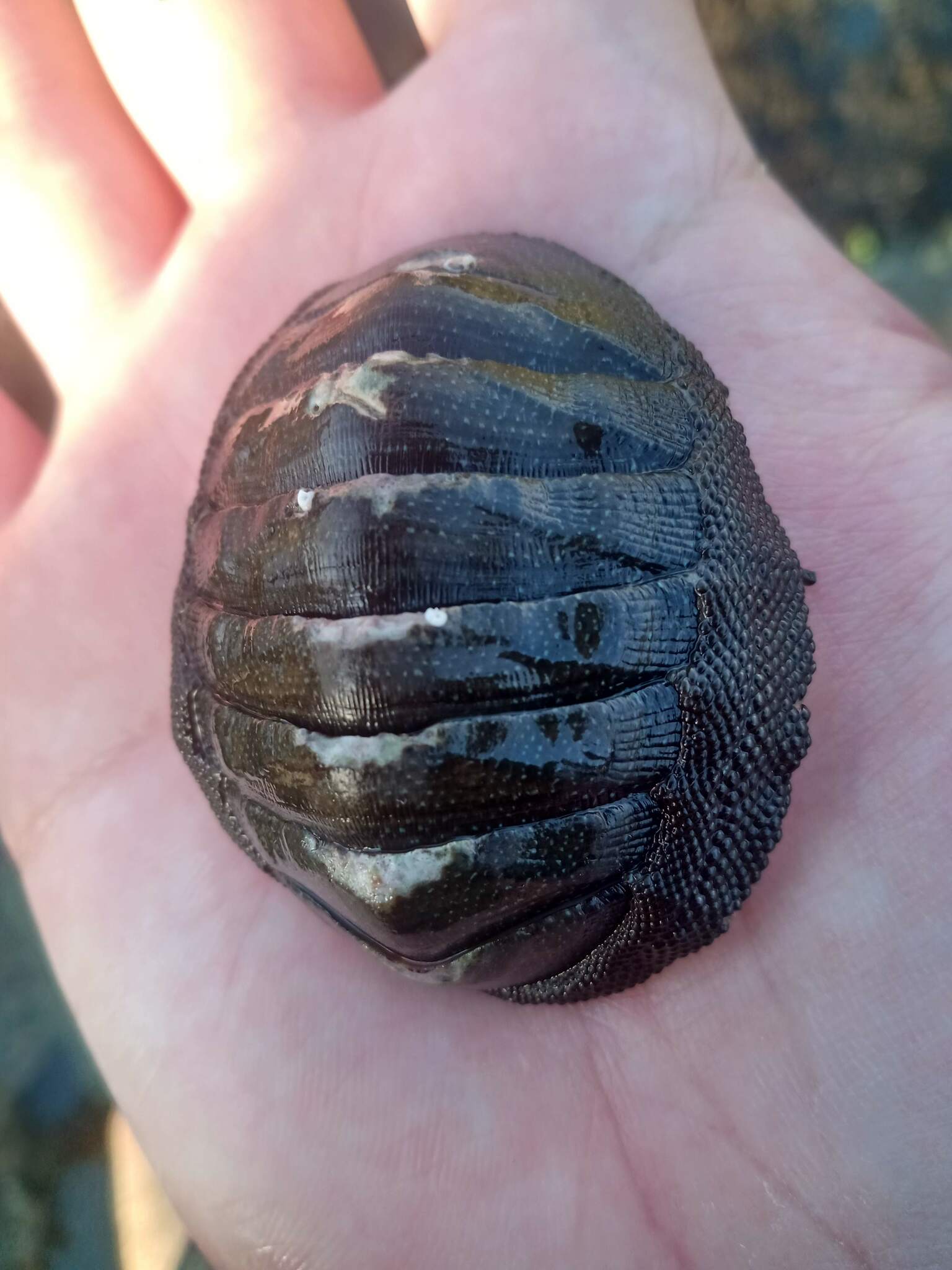 Chiton magnificus Deshayes, 1827