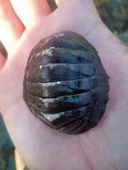 Chiton magnificus