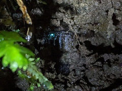 Arachnocampa