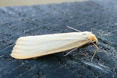 Cybosia mesomella