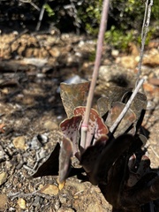 Adromischus triflorus