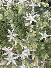Sedum potosinum