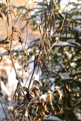 Galega orientalis
