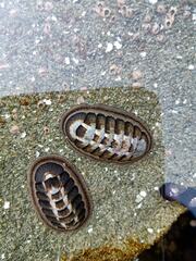 Chiton granosus