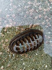 Chiton granosus
