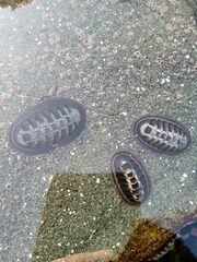 Chiton granosus