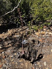 Adromischus triflorus