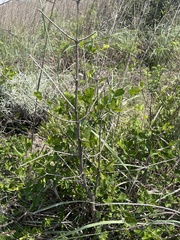 Afrocanthium mundianum